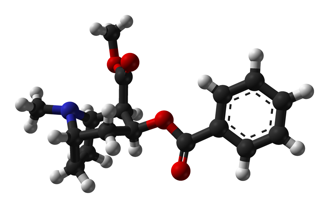 3D ball-and-stick model of cocaine showing the tropane ring system, benzoate ester, and methyl ester group